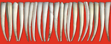 Load image into Gallery viewer, Dentalium Printed Ribbon Bundle
