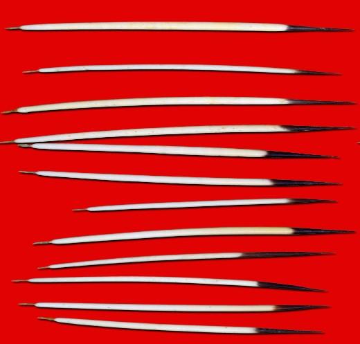 Quills Dancing Red Poplin Fabric By the Yard Fabric NBprintex 